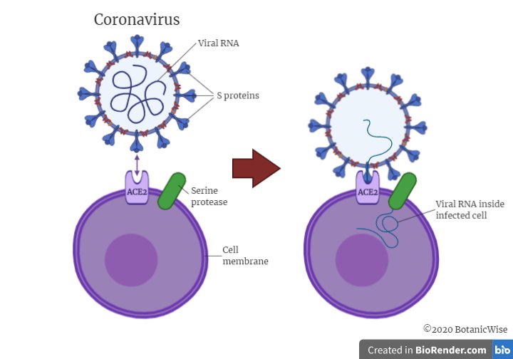 Coronavirus Chart